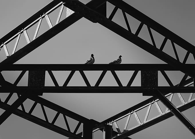 Steel Pigeon Romance