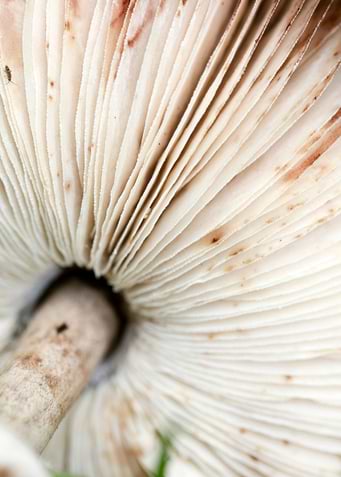 Wild mushroom macro prints