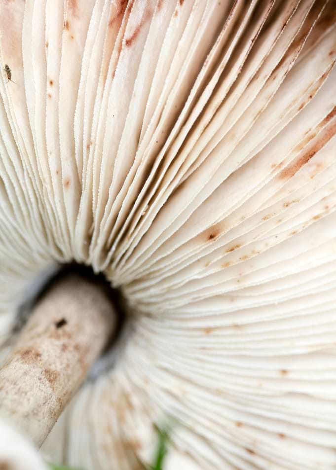 Wild mushroom macro prints