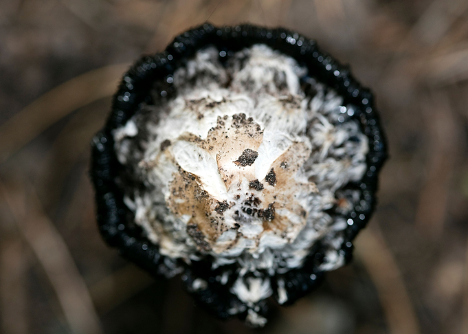 Wild mushroom macro prints