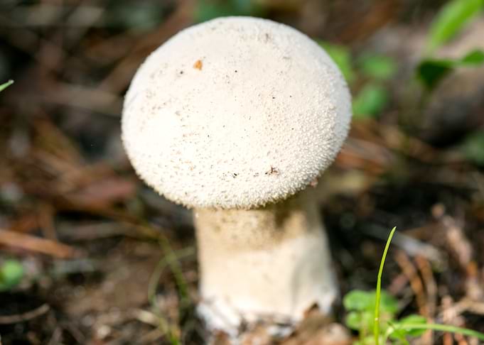 Wild mushroom macro prints