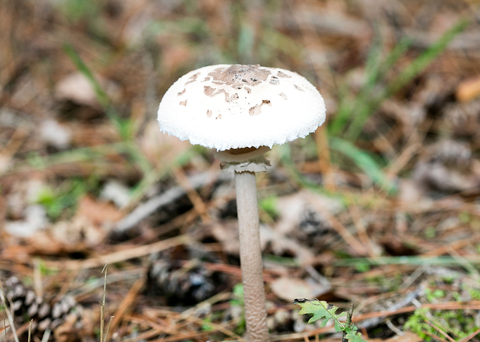 Wild mushroom macro prints