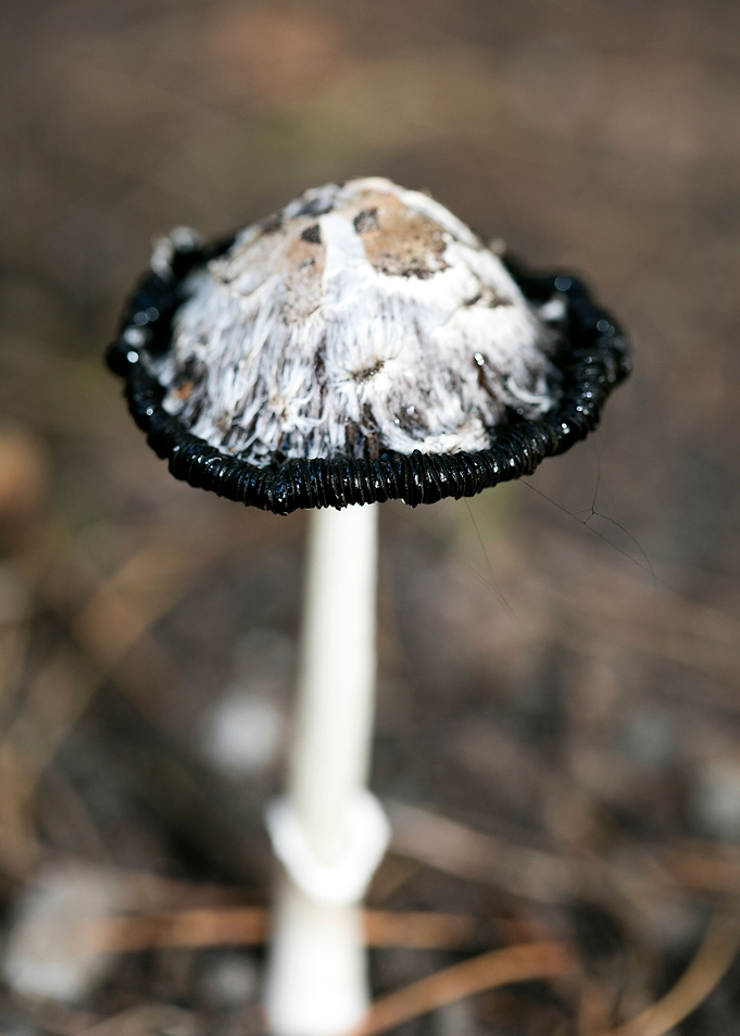 Wild mushroom macro prints