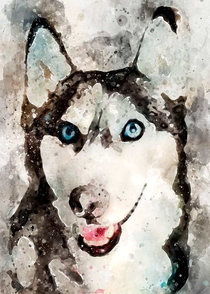 Tika ani our SiberianHusky