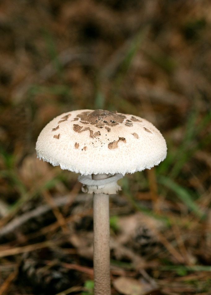 Wild mushroom macro prints