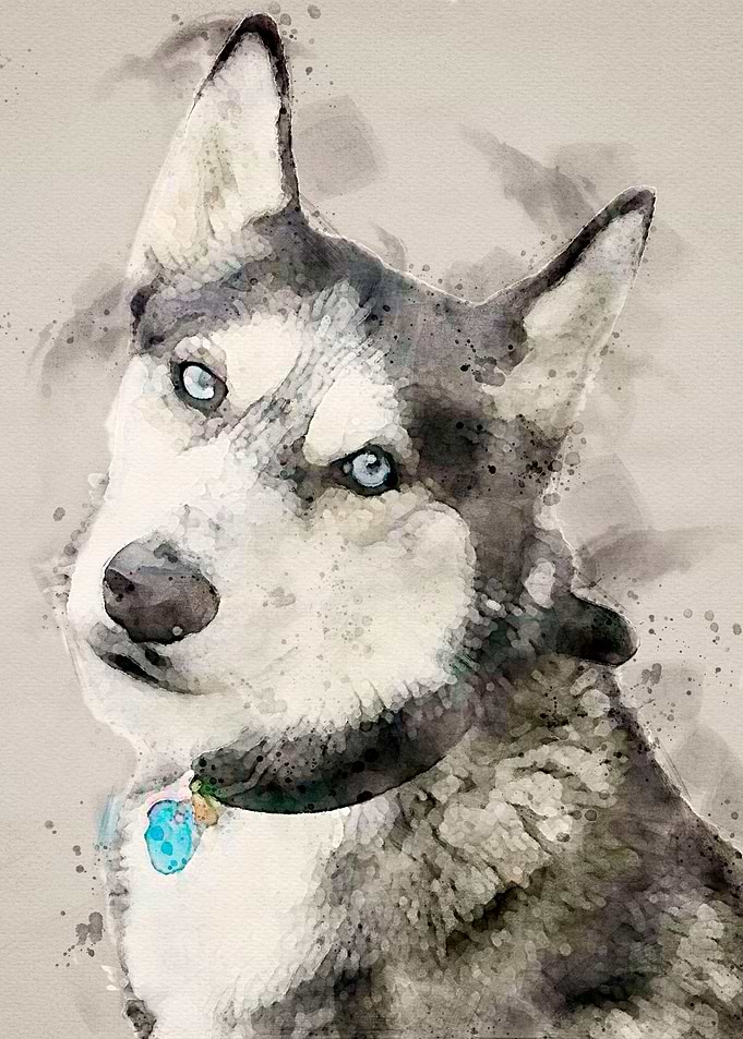 Tika ani our SiberianHusky