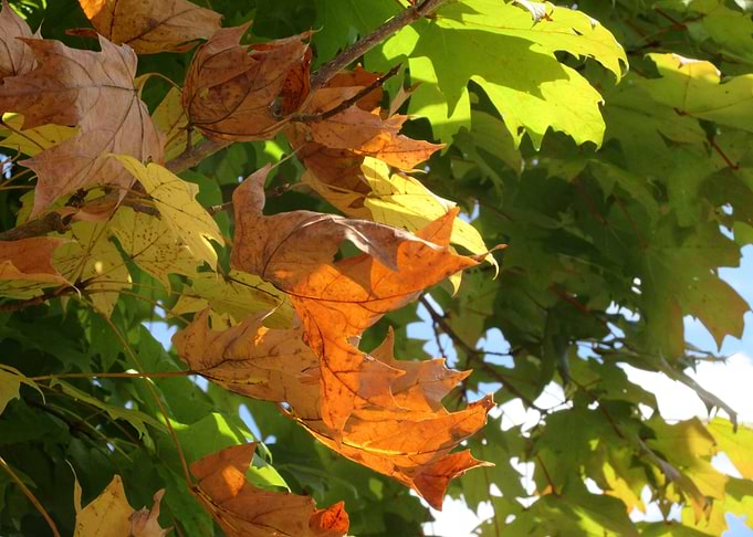 Here Comes Autumn