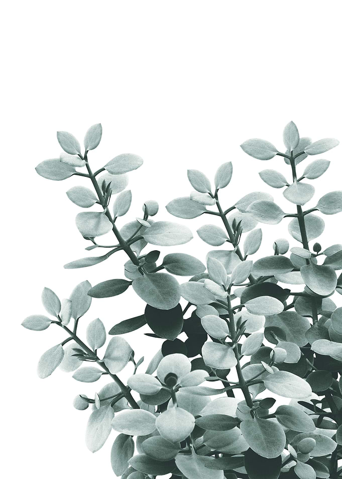 Eucalyptus Leaves Green 1