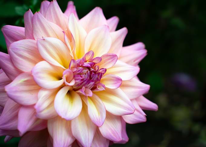 Spring Time Flower