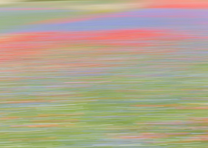 Flowering of Castelluccio