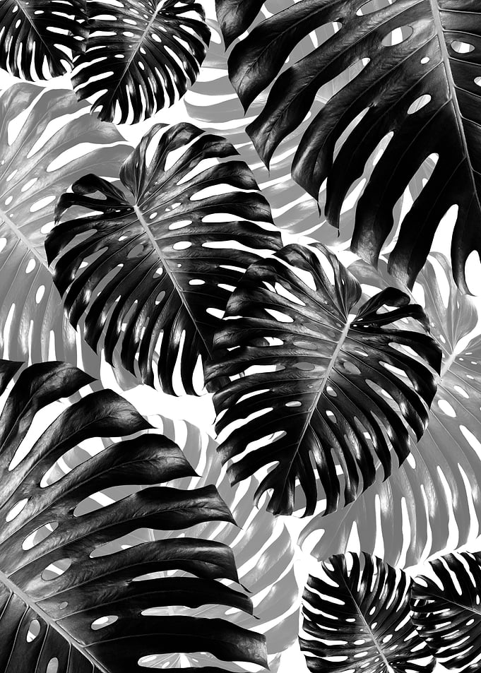 Tropical Monstera Jungle 3
