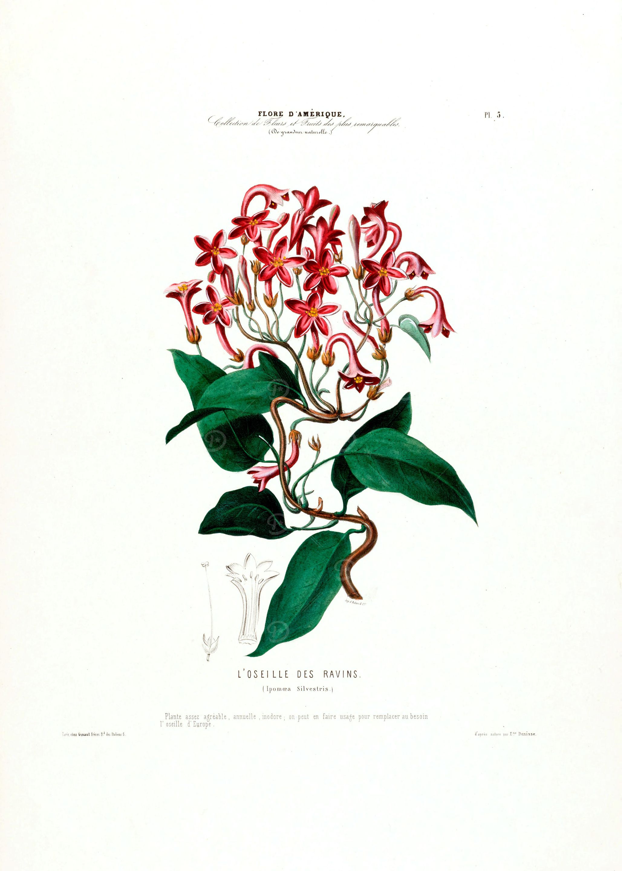 Oselle Ravens Botanical