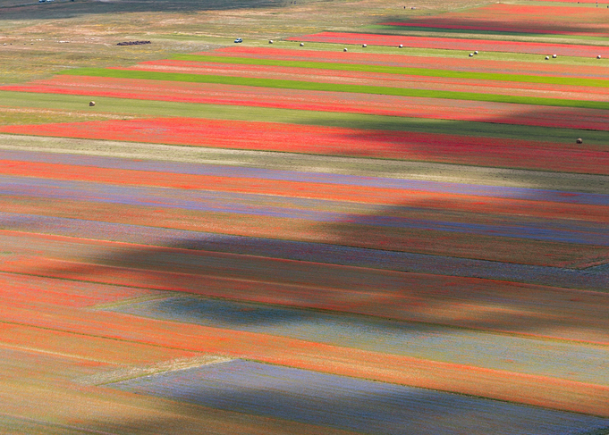 Flowering of Castelluccio