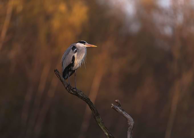 Grey heron