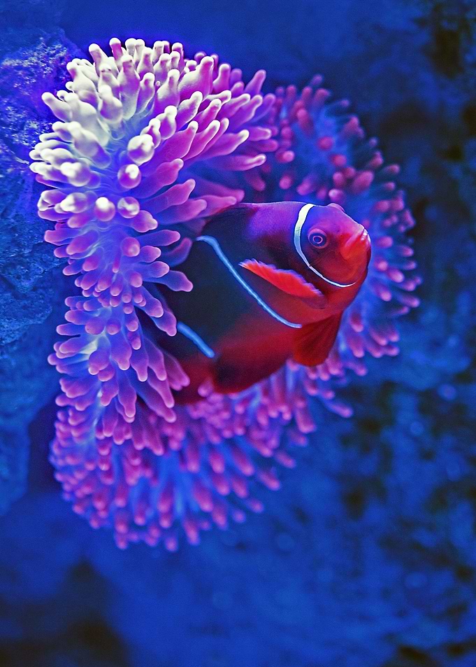 Clownfish underwater world
