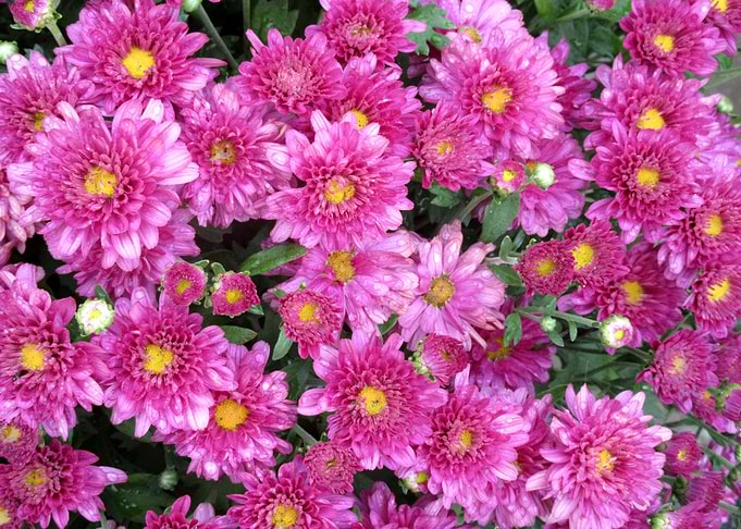 Fall blooms I
