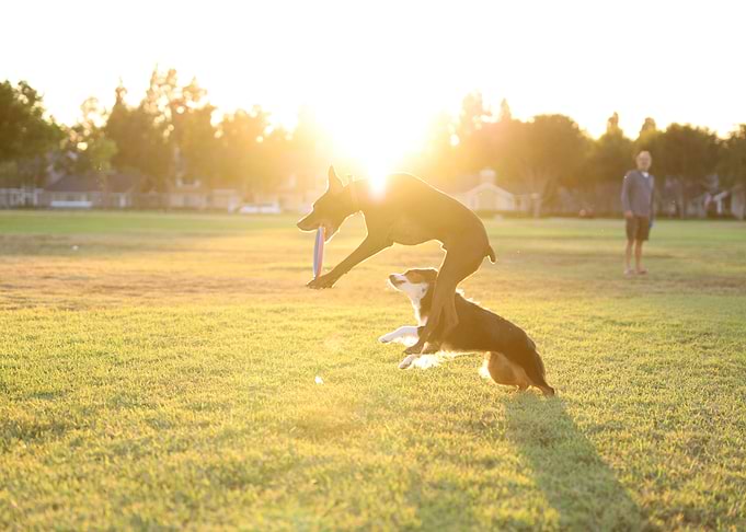 Frisbee Dogs