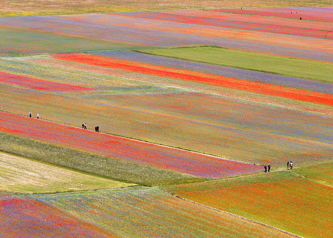 Flowering of Castelluccio