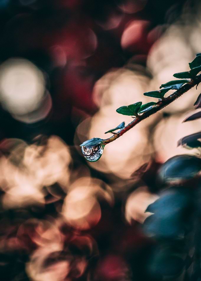 Macro Water Droplet
