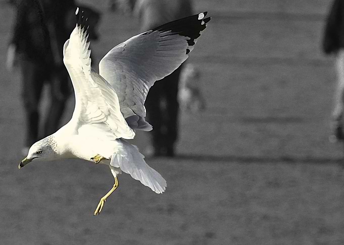 Seagull