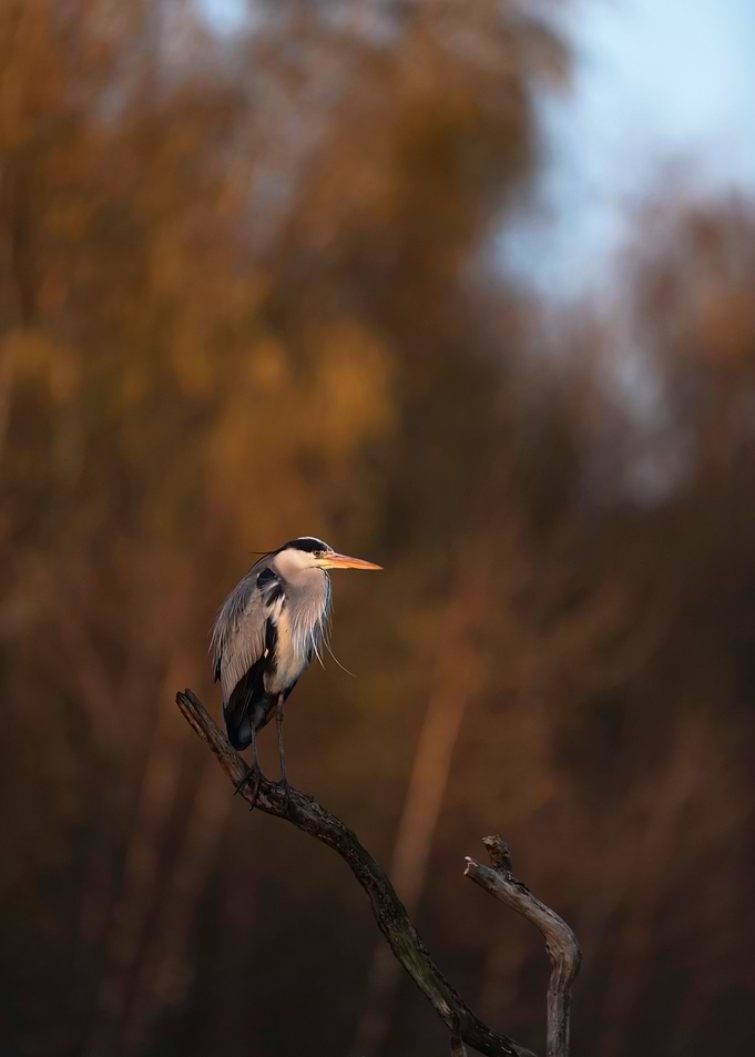 Heron