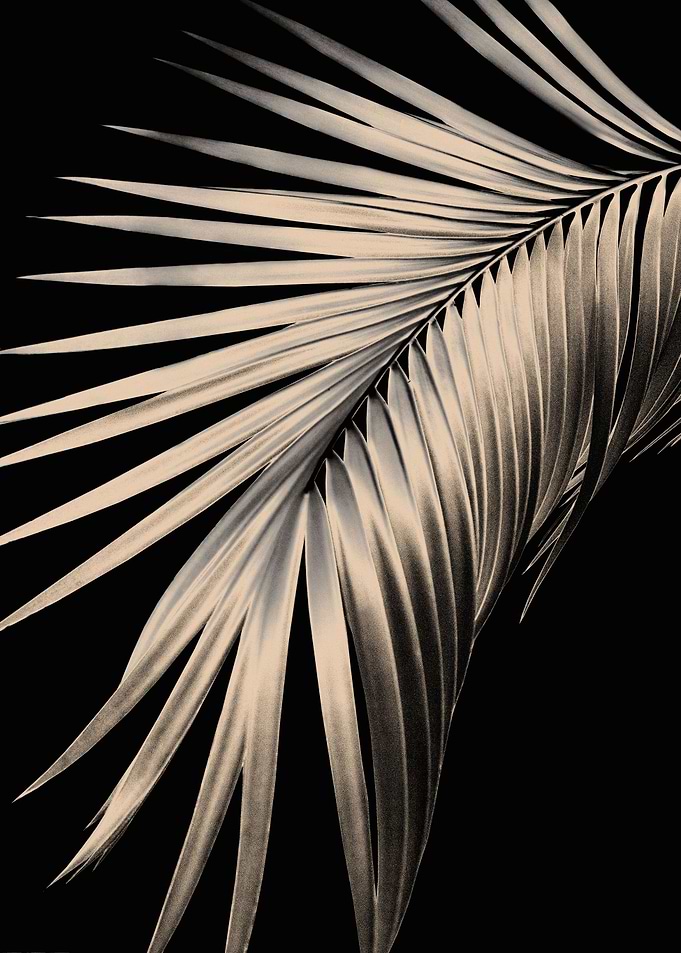 Palm Leaf Dream 1