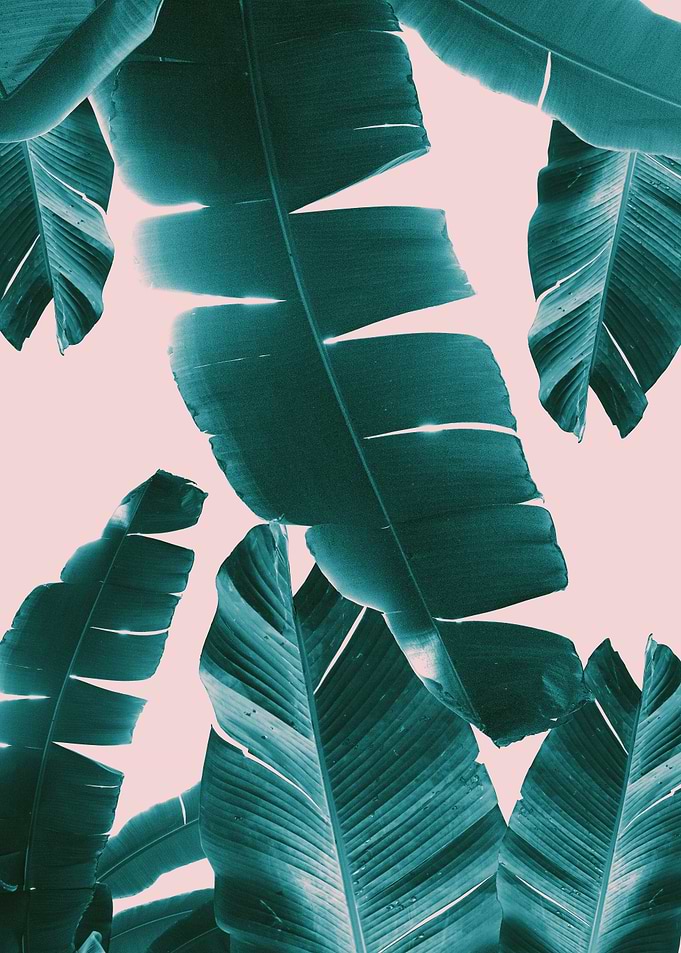 Banana Leaves Summer 1
