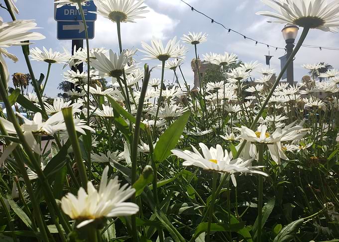 Flowers