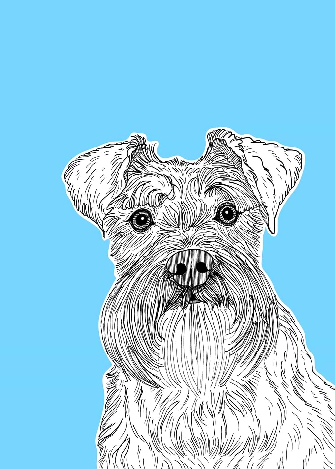 Schnauzer Dog Portrait