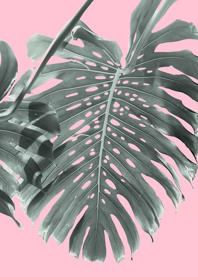 Monstera Finesse 1