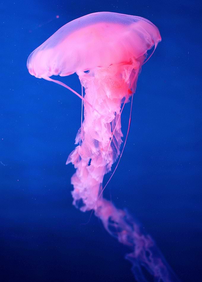 Big Jellyfish in pink