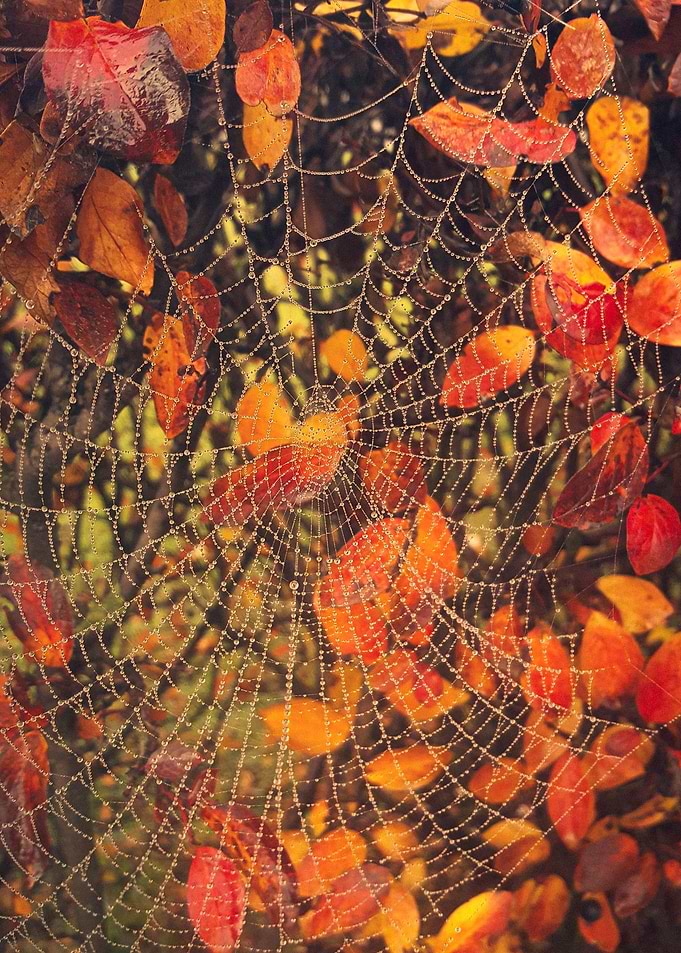 Spiderweb