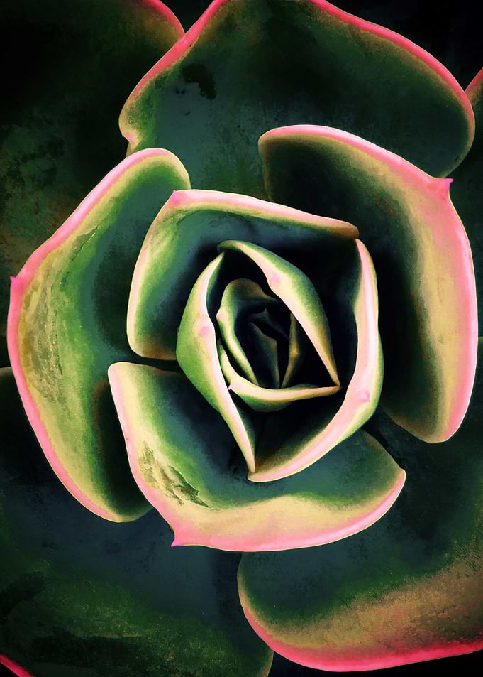 DARKSIDE OF SUCCULENTS XVa