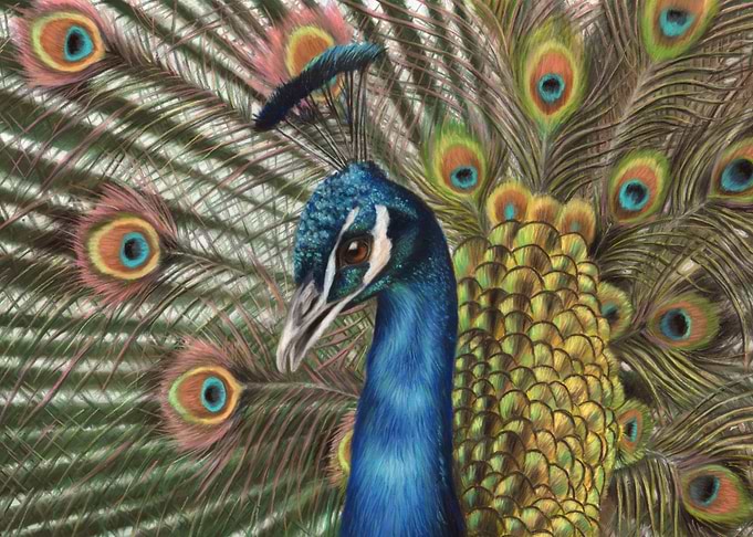 Peacock