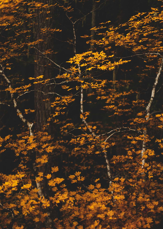 Dance of the Vine Maples