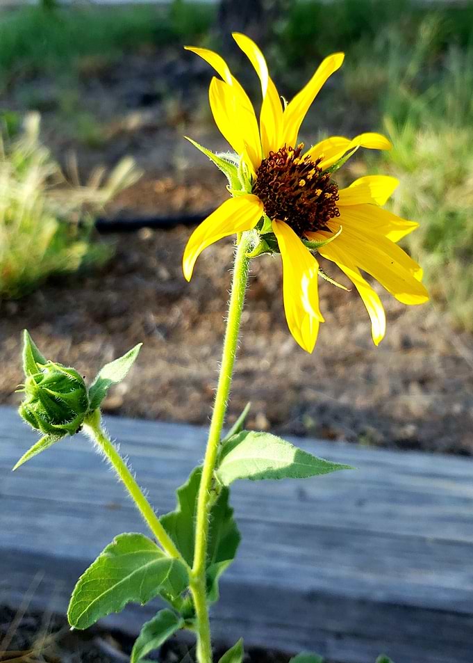 Yellow Flower