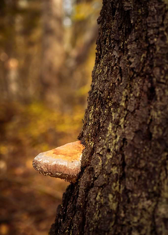 Bracket fungus on the tree
