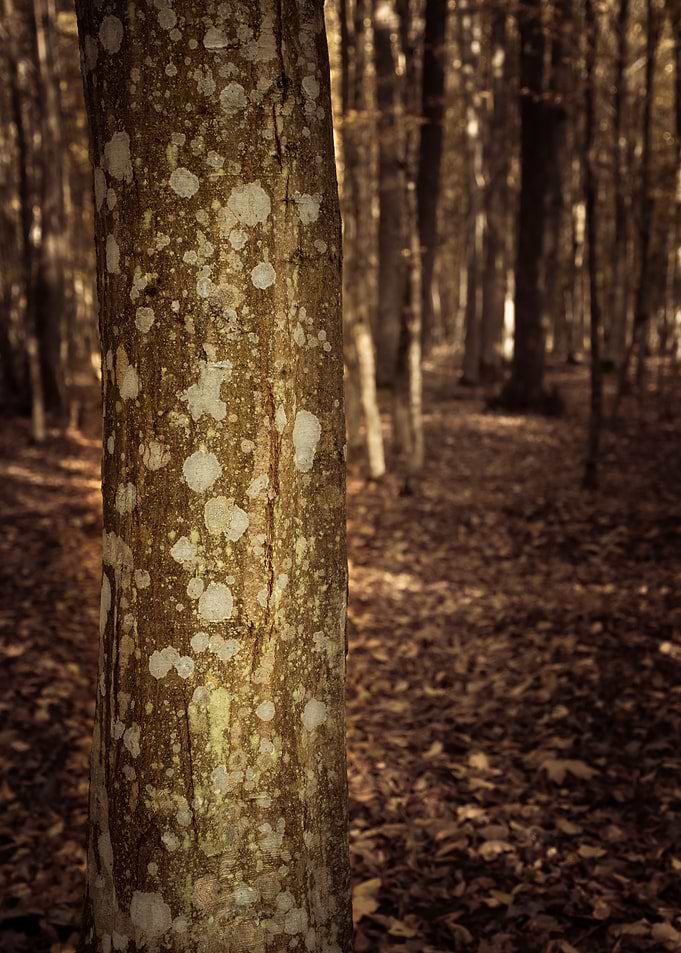 Hornbeam tree bark