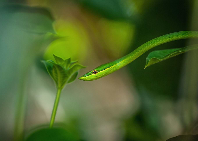 Pointed Snake 3