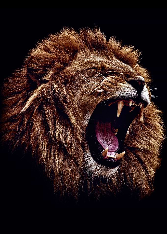 wild angry lion head