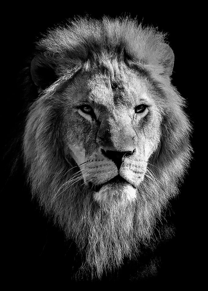 Lion king head BW poster