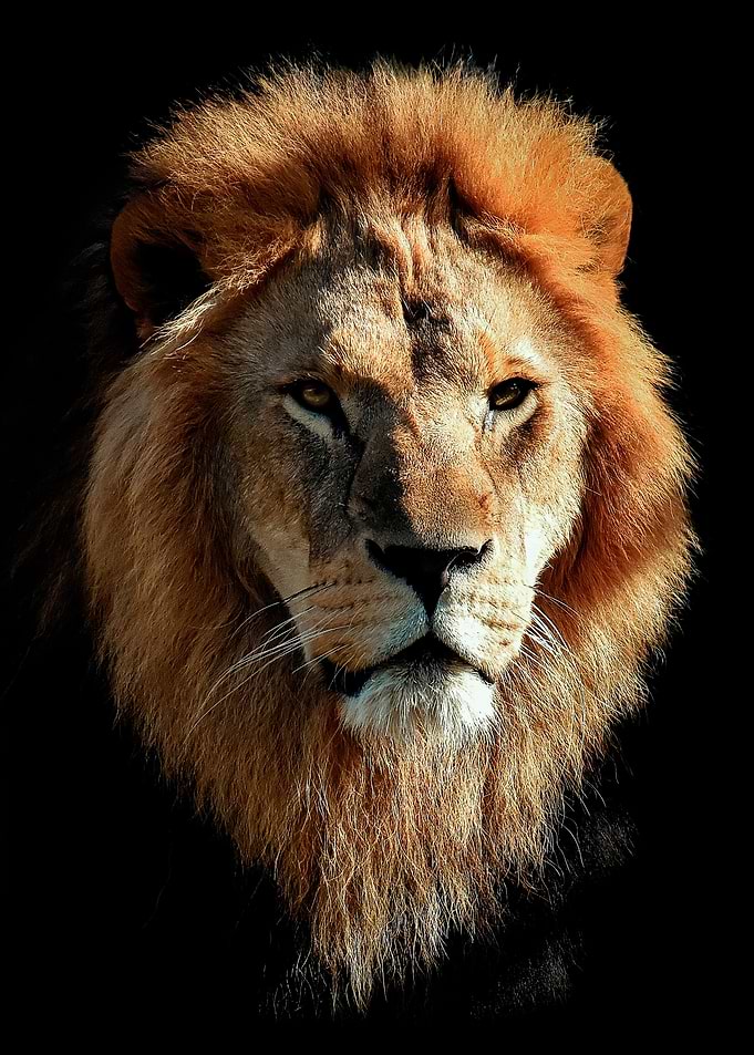 Lion king head poster