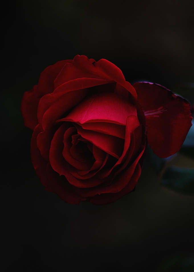 Big red Rose Flower