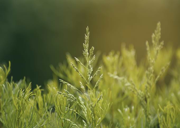 Plants 03