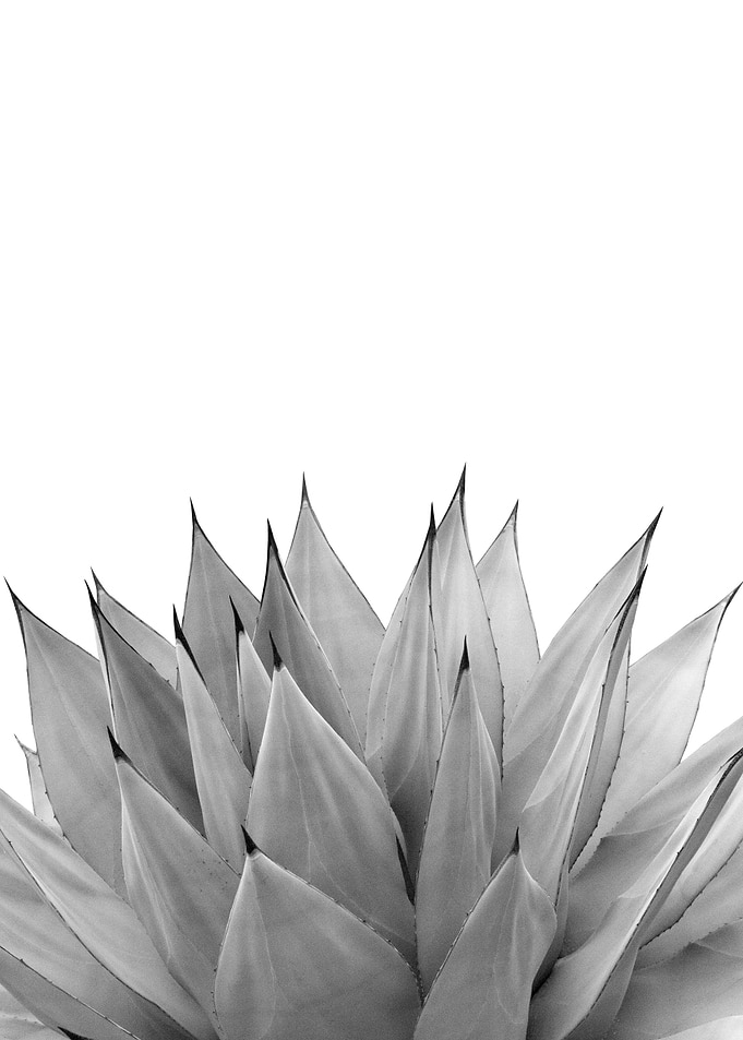 Agave Vibes 10