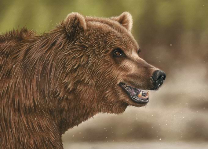 Grizzly Bear