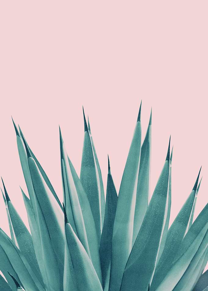 Blush Agave Dream 1