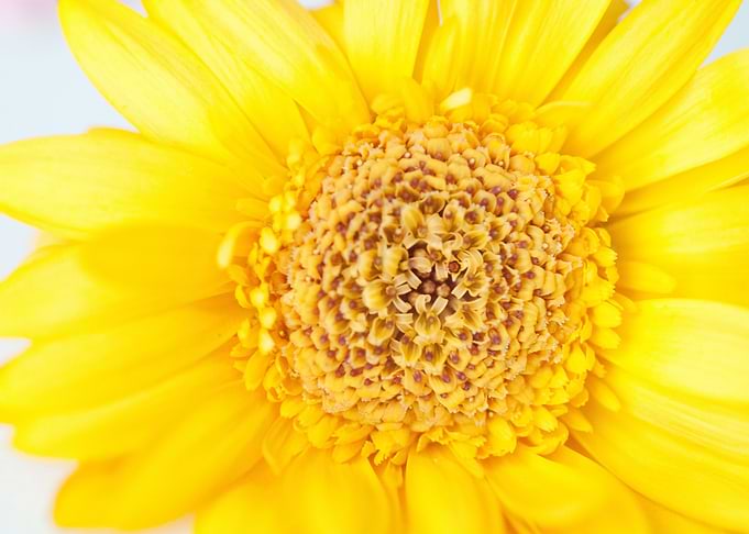 Sunny Summer Love 1