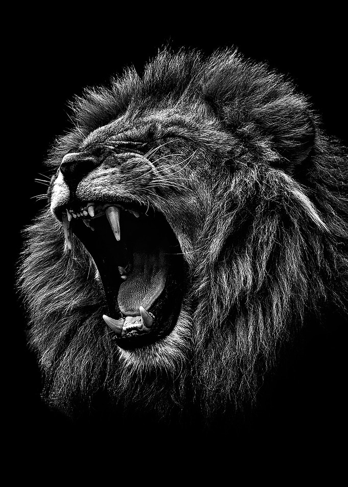 angry lion black and white