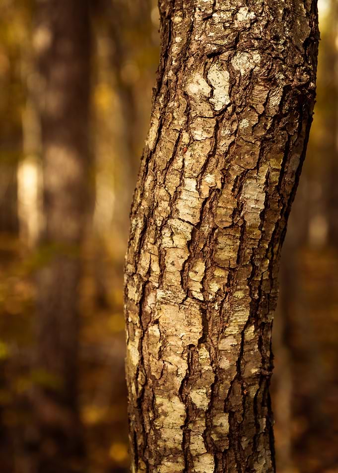 Tree bark in autumn
